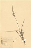 藏品(飄拂草)的圖片